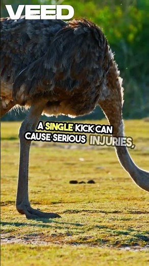 Ostrich Kicks Are So Powerful They Can Kill Humans—and Even Lions.