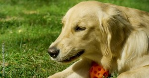 Golden Retreiver Chewing On a Stick