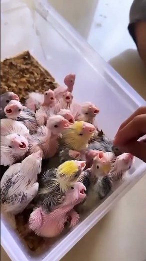 Baby cockatiel screaming sound | Crying and Hissing