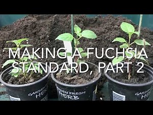 Making A Fuchsia Standard Part 2, Growing a Fuchsia Tree Part 2