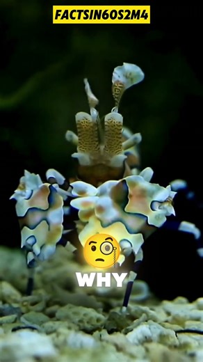 Harlequin Shrimp: Pretty but Deadly#Shorts #YoutubeShorts #factsin60s2m4