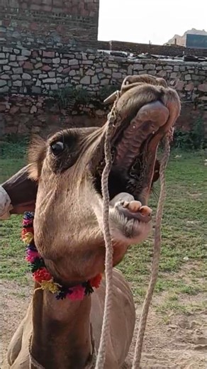 Camel Sounds🐪🐪 #shortsvideo #camel