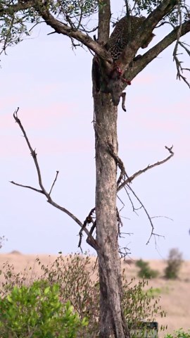 Expressions of the Wild: Artistic Animal Portraits That Speak