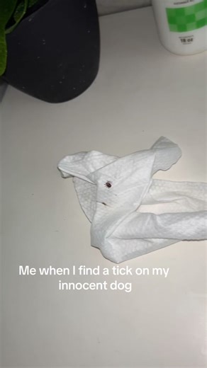 Removing Ticks from Dogs: A Guide for Pet Owners