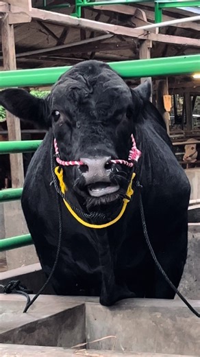 KONG 🖤 #sapi #sapihitam #sapijumbo #sapilimosinsuper #sapiqurban