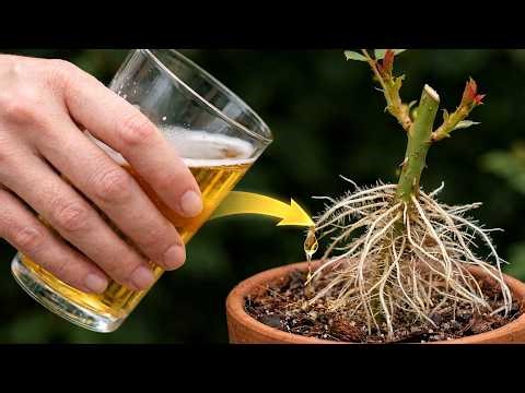 Just Beer! Rose Cuttings Instantly Root Overnight (100% Natural Trick)