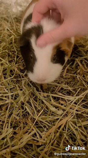 Building Bravery: Guinea Pig Handling Tips