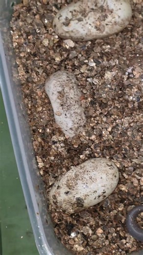 Remember how you felt as a kid constantly looking at the Christmas Tree for weeks leading up to Christmas and then finally on Christmas morning, all of a sudden there were presents under it! So much anticipation. So much excitement. Well that's how I feel when I check the incubator every day for months to finally see that the eggs have slits in them and some baby snakes are about to enter the world. Although I have bred quite a lot of Death Adders, Coastal Taipans, Inland Taipans and a few other