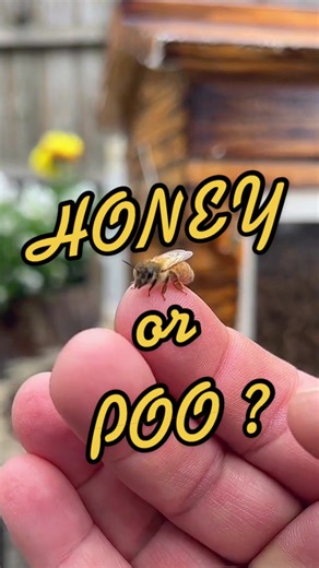 Bee Pooping on Finger - Funny Beekeeping Moment
