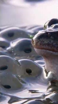 What is amplexus and how does it lead to spawning in amphibians? #amplexus #spring #frogspawn #frogs