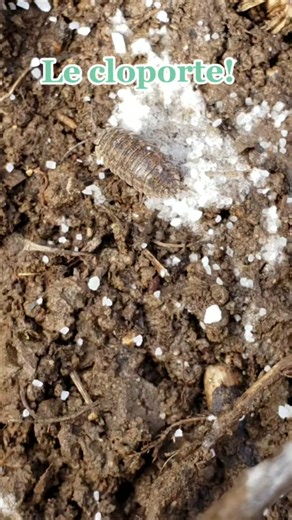 #permaculture #biodiversité #nature #insecte #cloporte #jardin #potager #environnement