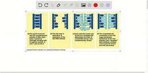 Explain in your own words why DNA replication is said to be "semiconservative"? | Numerade