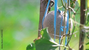 Cucumis melo. A melon hanging from its vine in the early morning, surrounded by a lush green natural backdrop. The image captures the fresh and vibrant atmosphere of a growing garden. 4K video footage