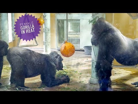 Female Gorilla Asks The Silverback To Mate | The Momotaro's Group