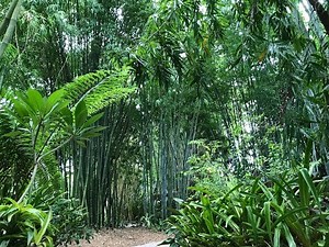 Tour Tropical Bamboo Nursery & Garden