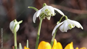 White flowers of Common snowdrop or Galanthus nivalis (cultivar Flore Pleno) in garden