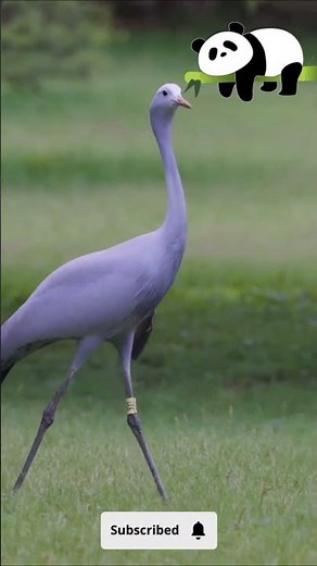 Unveiling the Majestic Blue Crane: South Africa's National Treasure