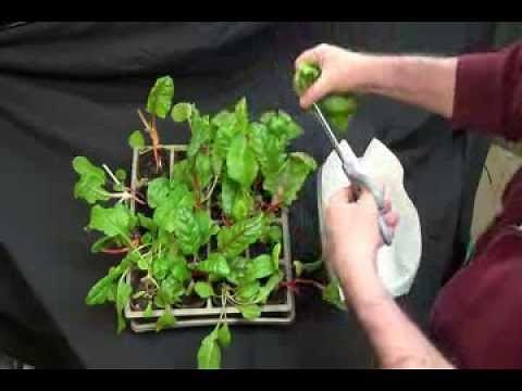 Swiss Chard Grown Indoors, Harvesting and Cooking