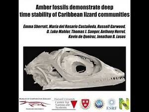 Smithsonian Insider – Trapped in Amber: Ancient fossils reveal remarkable stability of Caribbean lizard communities | Smithsonian Insider
