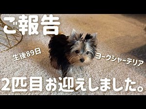 【ご報告】ヨークシャーテリアの子犬をお迎えしました｜年齢差3ヶ月の多頭飼いスタート🐾【We got a Yorkshire Terrier puppy!】