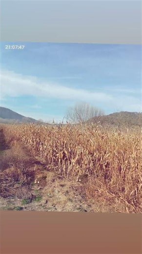 Vânătoare de mistreți la porumb 🌽.