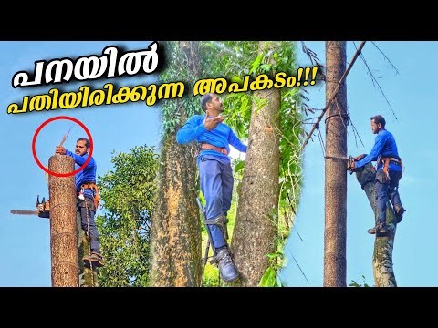 "പന" കയറുമ്പോളും പന മുറിക്കുമ്പോളും ഇതെല്ലാം ശ്രദ്ധിക്കണം‼️ PALM TREE CLIMBING USING SPIKES