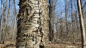 2.2K views · 101 reactions | DEEP Forester David Irvin provides a brief overview of Connecticut's birch trees from Mohawk State Forest. | Connecticut Fish and Wildlife | Facebook