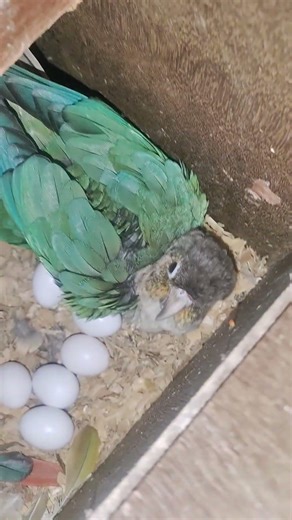 blue conour 6 egg #talkingparot #parrot #breedingpair #cute #birds