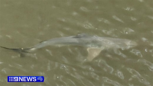 Residents in the inner city are on alert after multiple reports of bull sharks in Kedron Brook - a popular spot for locals to swim with their dogs. #9News | 9 News Queensland