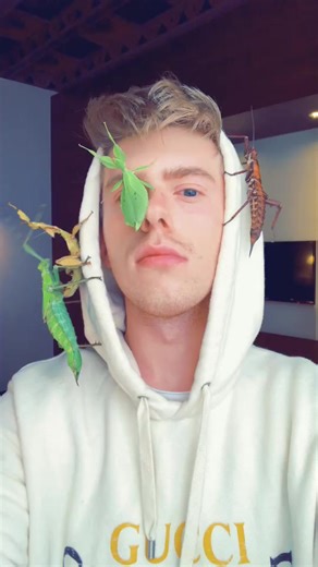 Exploring Phasmatodea: The Fascinating Stick Insects 🌱