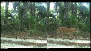 Baby Florida Panthers Are What We All Need Right Now
