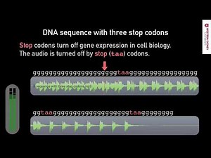 What does DNA sound like? 01 STOP Sequences
