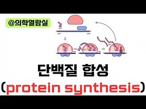 Everything About Protein Synthesis, From DNA to Protein! | Cell | Anatomy and Physiology