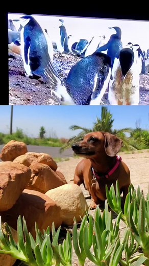 Well now I know how penguins poo 💩 #repost #fypシ #wildlife