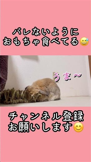 バレないようにおもちゃ食べてる #うさぎ #ベルちゃん #ホーランドロップ #rabbit #bunny #癒し #かわいい