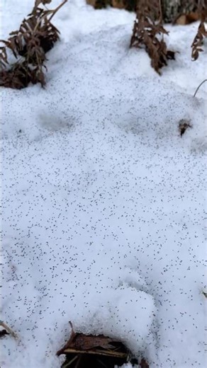 Have you ever heard of “snow fleas”?