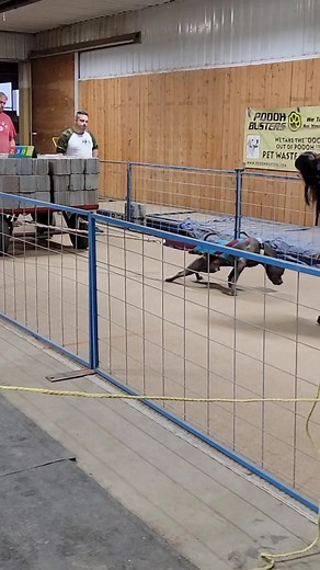 Best Weight Pull Performance for Mr. Bricky | American Bully Training