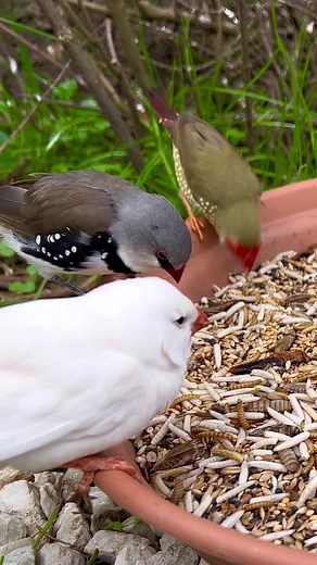 Finches | Aviary Birds