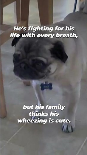 Pug's family laughs as he struggles to breathe 💔