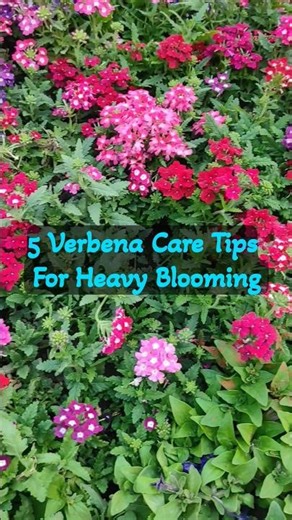 How to Care Verbena For Heavy Blooming !! #shorts #winterflowers