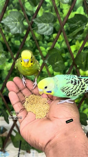 Tamed budgies enjoying fev foods #rbnbirds