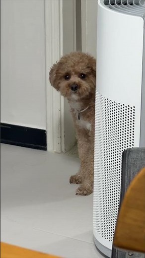 푸딩이의 간절한 눈빛, 그 이유는??