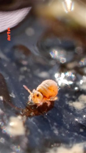 ARTE | Face aux prédateurs, le collembole tient bond. « Planète collemboles : la vie secrète des sols », un documentaire à retrouver sur arte.tv... | Instagram