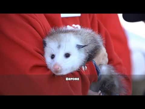 Opossum Defense Mechanisms