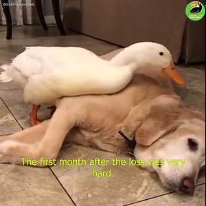 The Cutest Ducks Have an Incredible Bond With this Gentle Dog! ❤ | Animals Doing Things