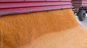 Corn grain in a agricultural silo, unloading from the tractor trailer after harvest, slow motion
