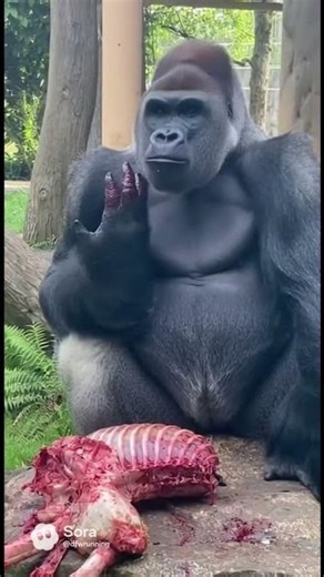 Gorilla feasting throws poop on enclosure #aivideo #wildlife #gorilla