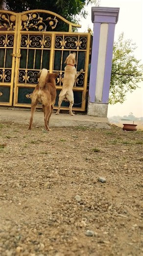 Labrador barking 🩵🐕#trending #shorts #puppy #part 95