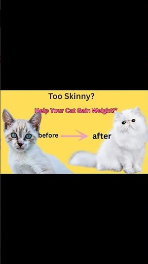 From Skinny to Strong: Safely Help Your Cat Gain Healthy Weight