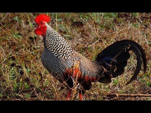 Grey Jungle Fowl / Sonnerat's junglefowl ( Gallus sonneratii ) In Mysore Zoo
